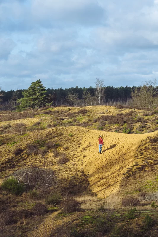 De duinengordel in het Nationaal Park Hoge Kempen