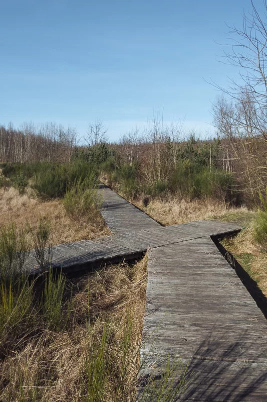 Houten vlonders in Thor Park Genk