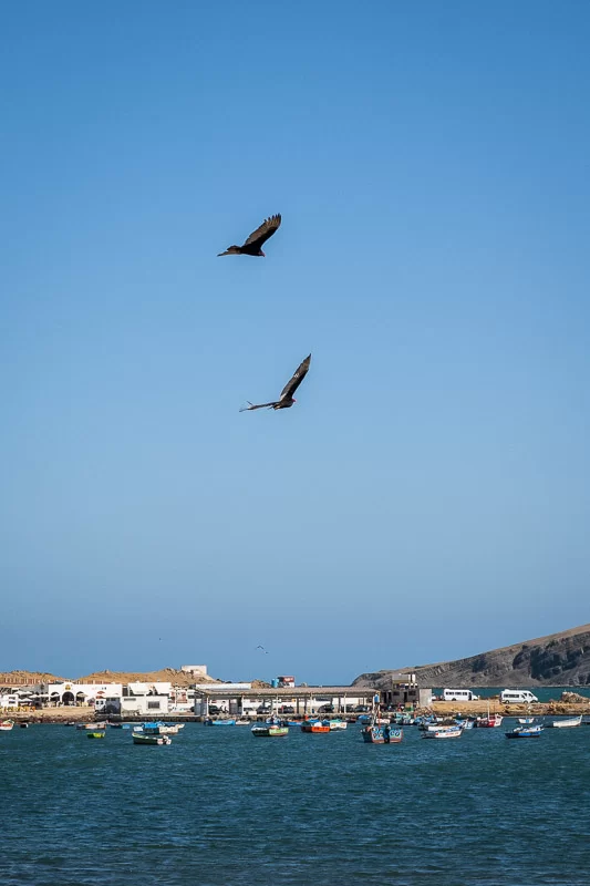 Roodkopgieren in Paracas Nature Reserve