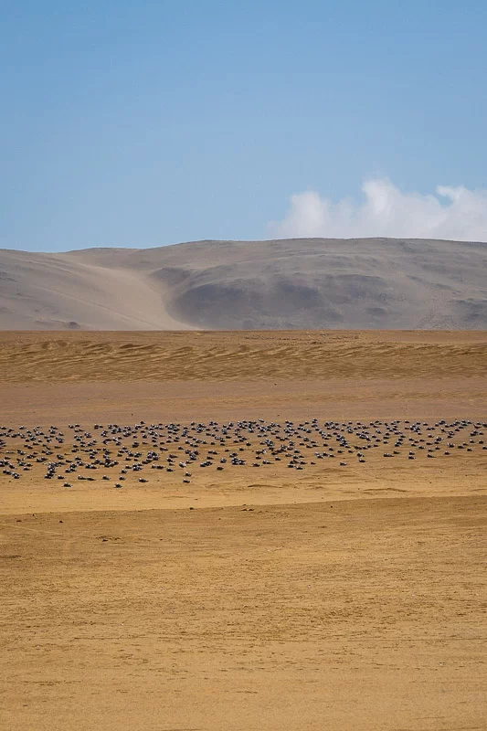 Meeuwen in de woestijn van Paracas