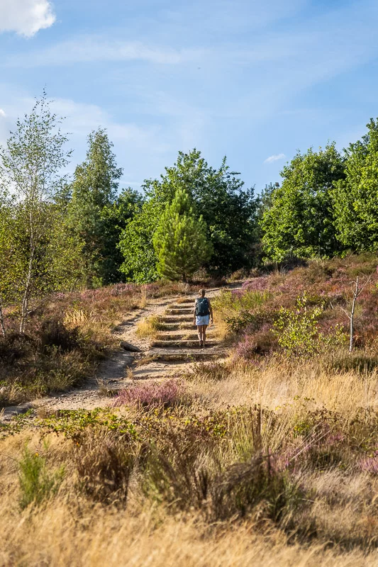 Wandelen door de Mechelse Heide in het Nationaal Park Hoge Kempen