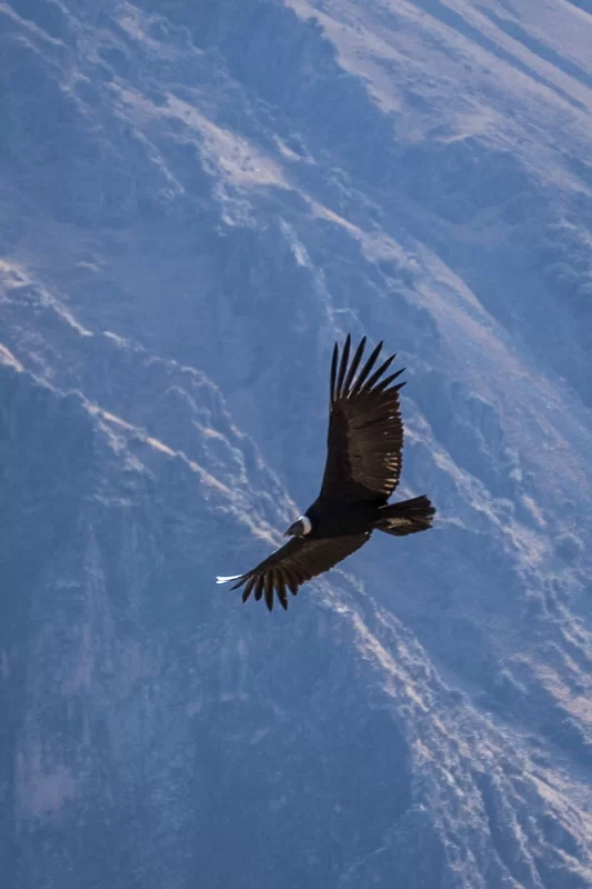 Andean condor over the Colca Canyon