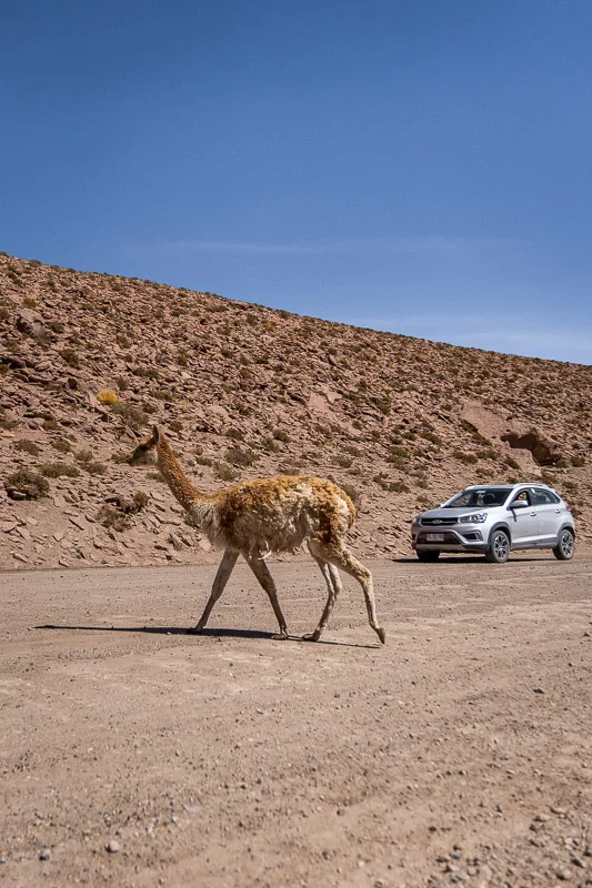 Vicuna crossing the road in the Atacama desert