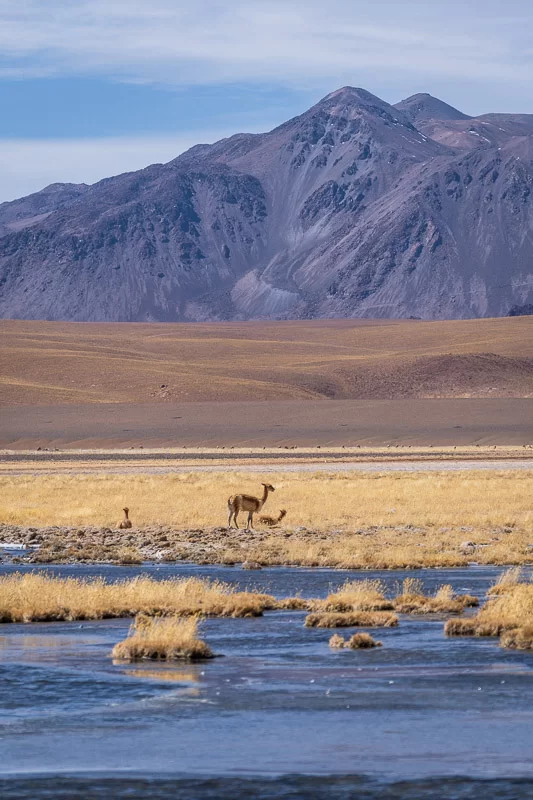 Vicunas on the Putana River on a plateau in the Acatama Desert