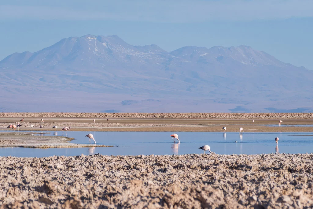 Flamingos at Laguna Chaxa