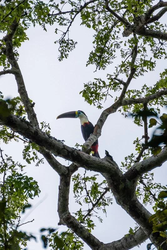 A toucan in the Amazon of Peru