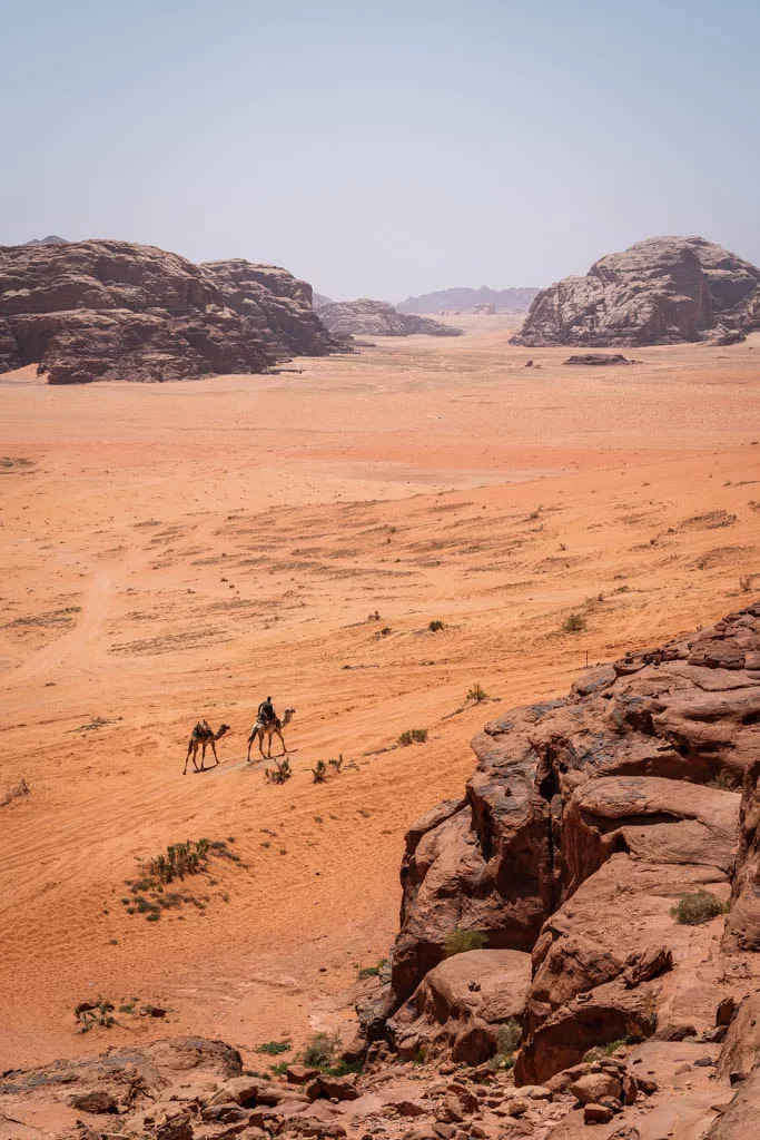 Camels in the Wadi Rum desert
