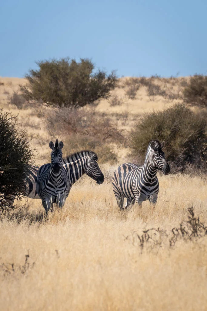 Zebra's spotten op de oryx trail in de Kalahari woestijn