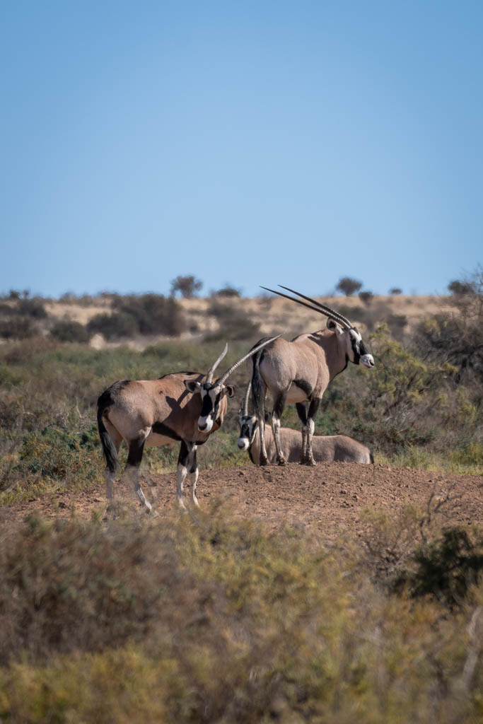 Oryxen in de Kalahariwoestijn